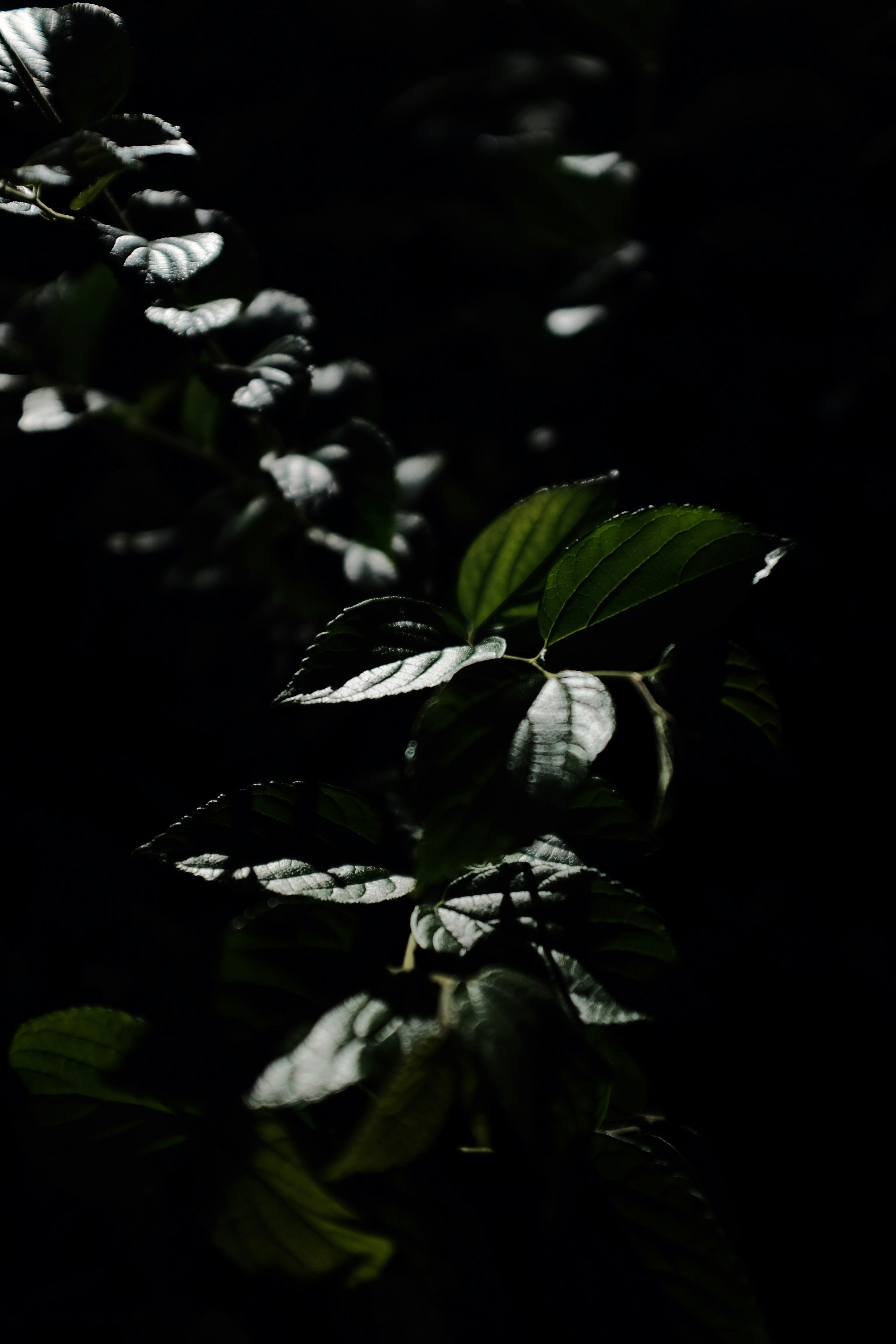 green leaves in black background